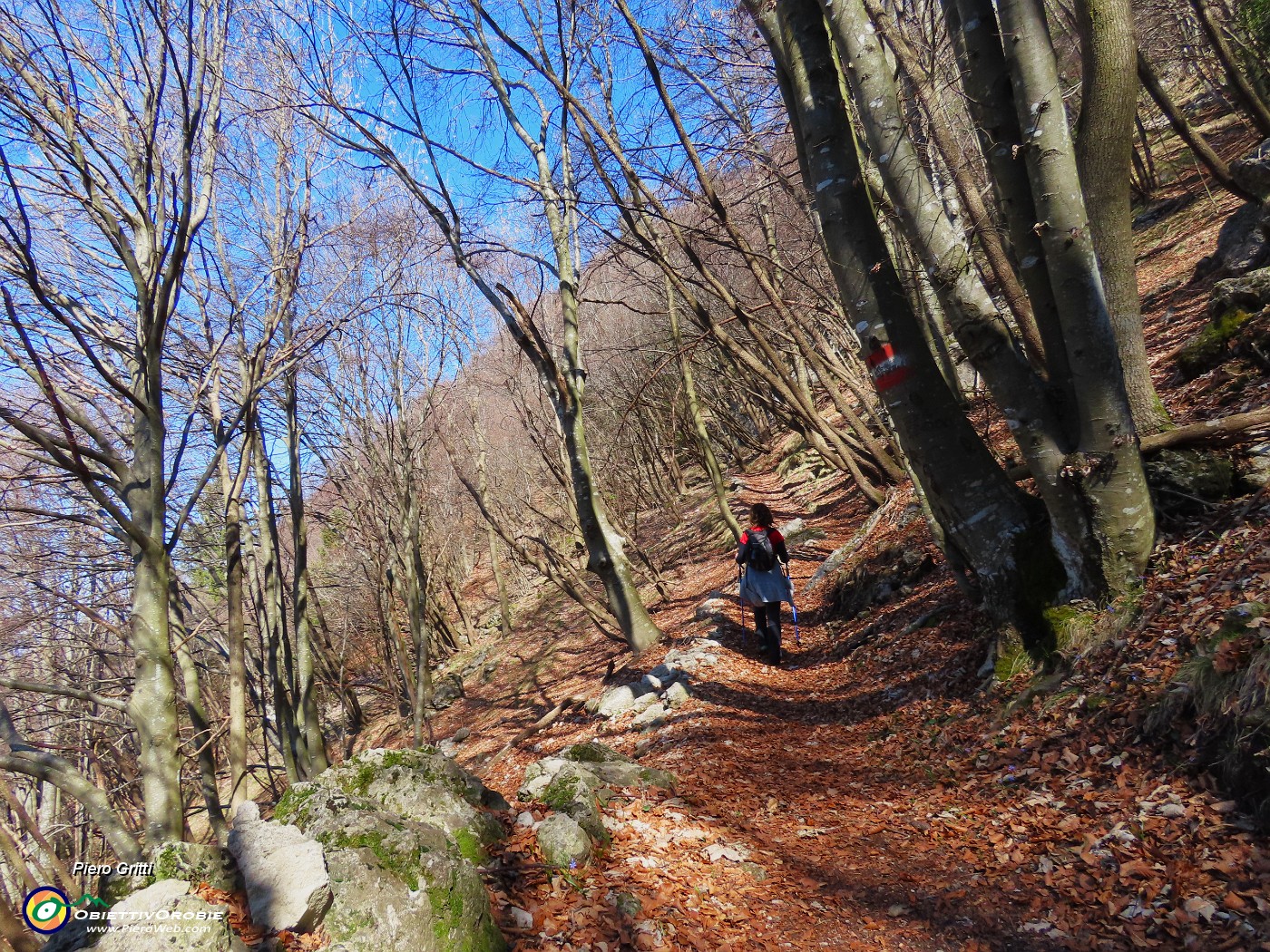 26 In faggeta su tappeto di foglie.JPG